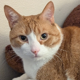 Profile picture of a user